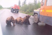 Симонов Юрка (Симона) и три медведя)